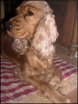 Golden Susi - Cocker Anglais (2 ans)