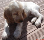 Daïka - Cocker Anglais (1 an)