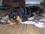 Cocky - Cocker Anglais Mâle (2 ans)