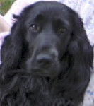 Athéna - Cocker Anglais (4 ans)