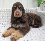 Tucker - Cocker Anglais Mâle (11 ans)