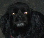 Brittney - Cocker Anglais (7 ans)