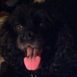 Brittney - Cocker Anglais (7 ans)