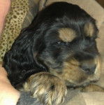 Vitus - Cocker Anglais Mâle (2 mois)