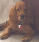 Paco - Cocker Anglais Mâle (2 ans)