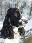 Jack, der Hund meines Freundes - Cocker Anglais Mâle (10 ans)