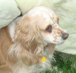 Shanie - Cocker Anglais (4 ans)