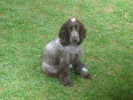 Monty - Cocker Anglais Mâle (2 ans)