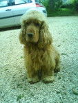 vodka - Cocker Anglais Mâle (4 ans)