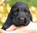 coco - Cocker Anglais Mâle (2 mois)