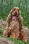 cachou - Cocker Anglais Mâle (5 ans)