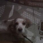 abril - Cocker Anglais (9 ans)