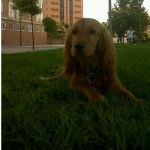 cucky - Cocker Anglais (11 mois)