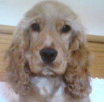 lu - Cocker Anglais (1 an)