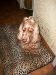 Nikita - Cocker Anglais (8 ans)