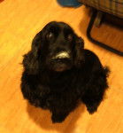 Cassy - Cocker Anglais (14 ans)