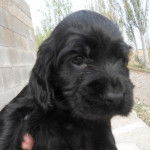 Atena - Cocker Anglais (2 mois)