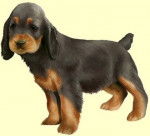 DJaYél - Cocker Anglais Mâle (1 mois)