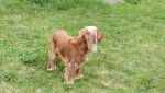 Bidou - Cocker Anglais (6 ans)