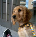 Luna - Cocker Anglais (2 ans)