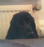 Chester - Cocker Anglais