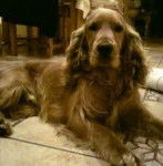 REY - Cocker Anglais Mâle (4 ans)