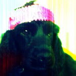 Bailey - Cocker Anglais (2 ans)