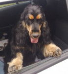 Vitus vom Uhlenhof - Cocker Anglais Mâle (1 an)