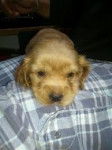 terry - Cocker Anglais (3 mois)