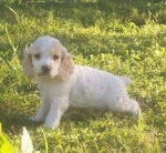 cocki - Cocker Anglais (2 ans)