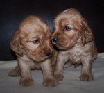 Roxane et Méa - Cocker Anglais (4 mois)