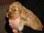 Lolo - Cocker Anglais Mâle (5 mois)