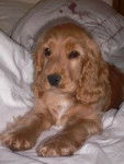 Lily - Cocker Anglais (9 mois)