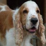 Boby - Cocker Anglais Mâle (3 ans)