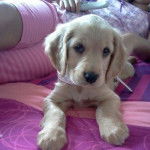 Noa - Cocker Anglais (3 mois)