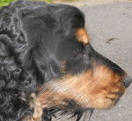 Lara - Cocker Anglais (2 ans)