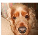 Toffee - Cocker Anglais (2 ans)