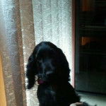 Yara - Cocker Anglais (1 an)