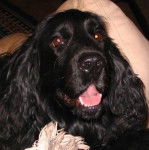 Uzco - Cocker Anglais Mâle (7 ans)