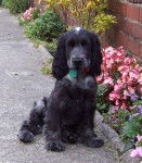 Freddie - Cocker Anglais Mâle (8 ans)