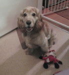 Fen - Cocker Anglais