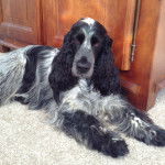 Jasper - Cocker Anglais Mâle (3 ans)