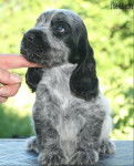 Blum - Cocker Anglais (2 mois)