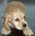 Goldy - Cocker Anglais (6 mois)