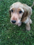 Flash - Cocker Anglais Mâle (3 mois)