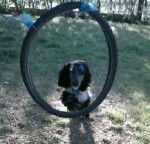 E'Lady - Cocker Anglais (9 mois)