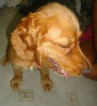 Camila - Cocker Anglais (7 mois)