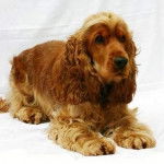 Steffi - Cocker Anglais (5 ans)