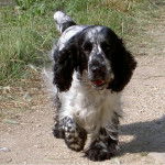 pepper - Cocker Anglais Mâle (5 ans)