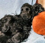 U'Love Story dit - Cocker Anglais (8 ans)